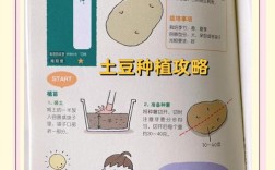 马铃薯高产栽培技术有哪些关键要点？