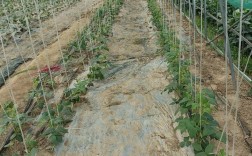 春季大棚豆角如何高产种植？