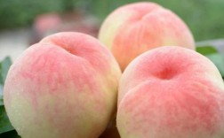 白色桃子是什么品种？