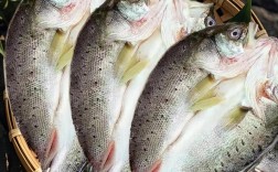 海水鲈鱼养殖技术视频，如何高效养殖？