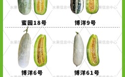 羊角蜜哪些品种最畅销？