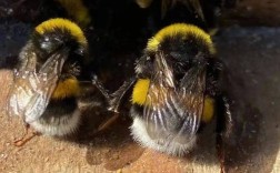 中华蜜蜂蜂王价格究竟是多少？