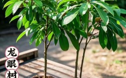 种桂圆树什么品种好？推荐哪个品种？