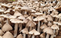 国外蘑菇培育技术视频怎么学？