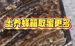 多箱体养蜂技术要点有哪些关键？