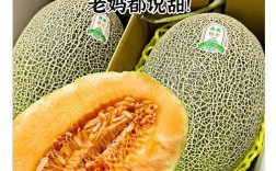 新疆哈密瓜到底有多少品种？