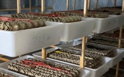 方程养殖蝎子技术视频哪里看？