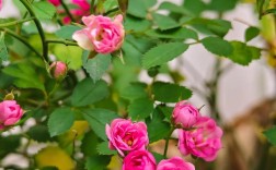 微型月季有哪些常见品种？