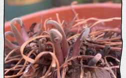 什么品种仙客来不休眠