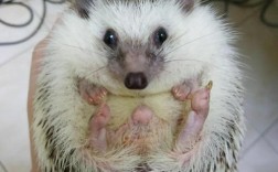 刺猬养殖技术可行吗？前景真的好吗？