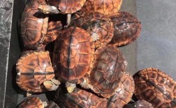 2025越南石龟价格会涨还是跌？