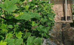 甜瓜高产栽培管理有哪些关键技术？