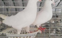 北方常见肉鸽品种有哪些？