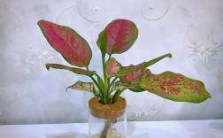 如意皇后哪个品种更美？