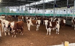 科学圈养牛羊技术视频，如何高效养殖？