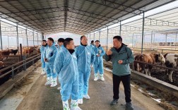 西门塔耳肉牛养殖技术要点有哪些？