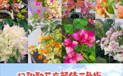 好看好养的花品种有哪些