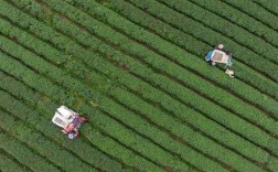 现代茶叶种植技术具体指哪些核心方法？