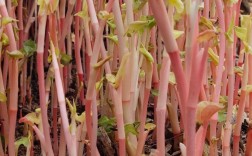 鱼腥草现代化种植技术