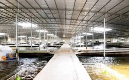 鳗鱼土池高效养殖技术关键何在？