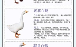 鹅绒产量最高的品种是哪个？