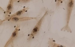 鸡尾虾养殖技术与种苗如何高效培育？