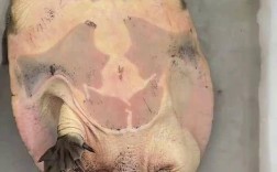 广东野生甲鱼价格居高不下，背后究竟有何猫腻？