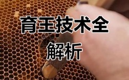 人工育王技术视频教程怎么学？