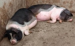 中国最好的花猪品种是哪个？