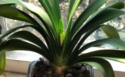 君子兰哪些品种不开花