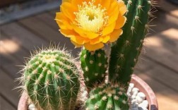 可开花仙人掌有哪些常见品种？