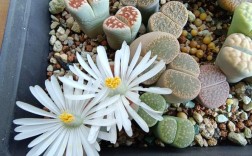 最大生石花品种究竟是谁？