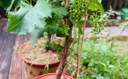 盆栽葡萄什么品种最适合家庭种植？