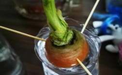 红心萝卜怎么种？高产技术有哪些？