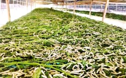 先进养蚕喂蚕技术图片，具体有哪些关键要点？