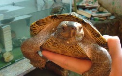 广东亚巨龟价格多少钱一只？