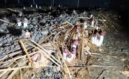 小麦秸秆如何高效培养蘑菇？