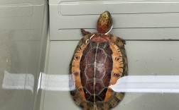 2025黄额闭壳龟价格会涨还是跌？