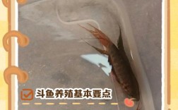 淡水野生小鱼如何高效养殖？