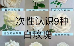 哪些白玫瑰品种既好看又好养？