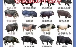 肉猪繁殖最优品种是哪个？