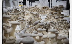 杏鲍菇种植技术视频怎么学？