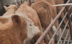 山西主要养殖哪些牛品种？