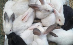 肉兔品种哪个长得最快？