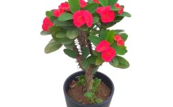 大叶虎刺梅品种到底有多少？