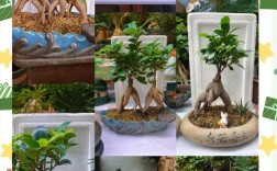 人参榕树如何养才能叶茂枝繁？