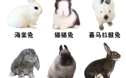 宠物兔有哪些常见品种？