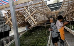 山东柞蚕室内养殖技术要点有哪些？