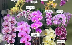 蝴蝶兰什么品种开花多？