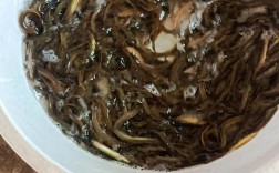 2025年云南泥鳅价格会涨还是跌？